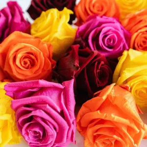 Vibrant Proposal Preserved Roses